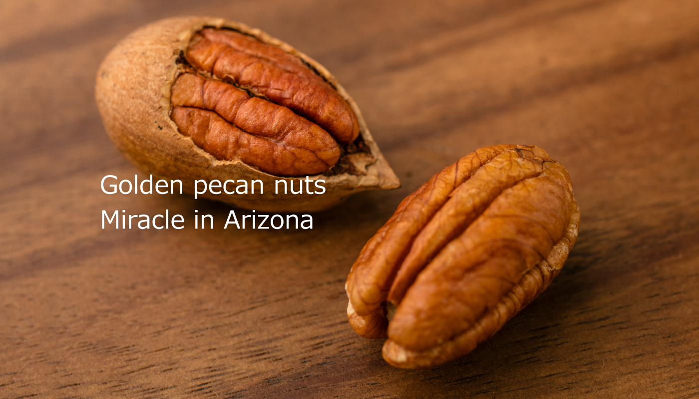 Golden pecan nuts Miracle in Arizona